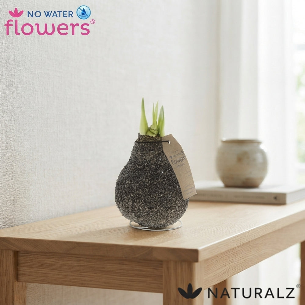 Natural Cork-Covered Amaryllis (Hippeastrum)