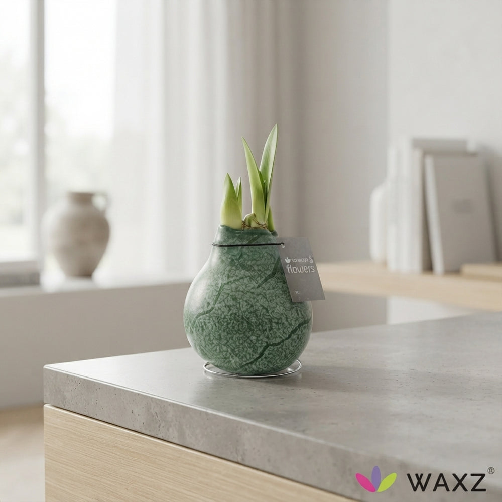 Marble Waxed Amaryllis (Hippeastrum) – 15cm+