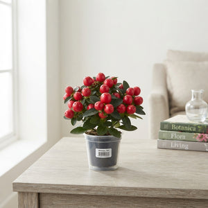 Mixed Wax Apple Decorative Plant