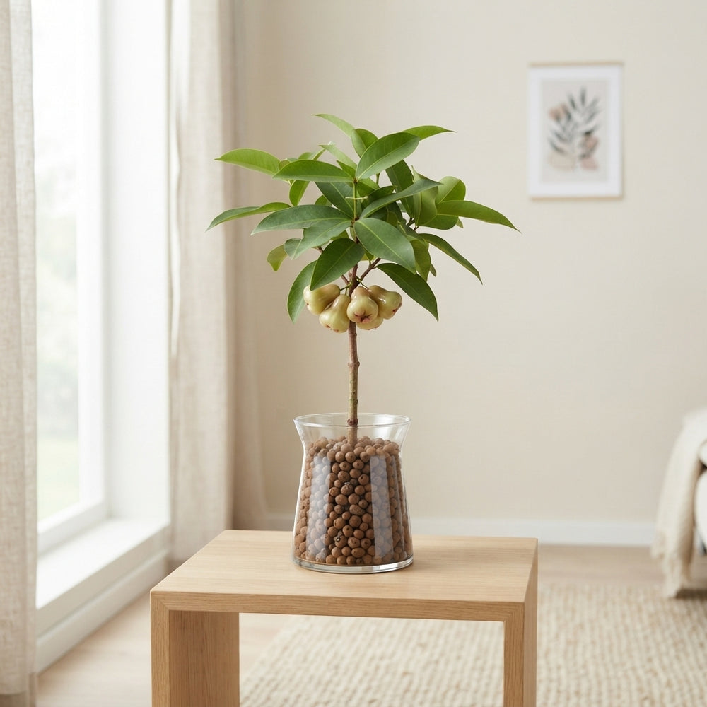 Natural Wax Apple Decoration – Light Brown