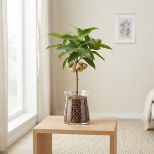 Natural Wax Apple Decoration – Light Brown