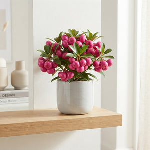 Wax Apple Fuchsia Flowering Plant