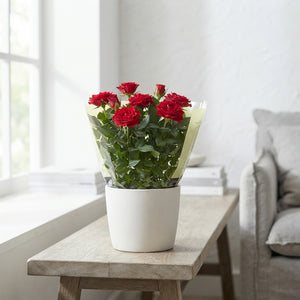 Rosa Kordana Carnaval Rose – 10.5cm Pot