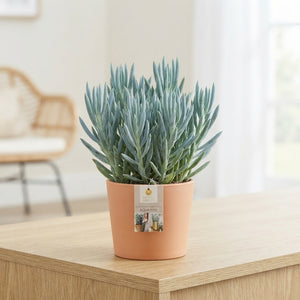 Curio Mount Everest Succulent – 15cm Pot