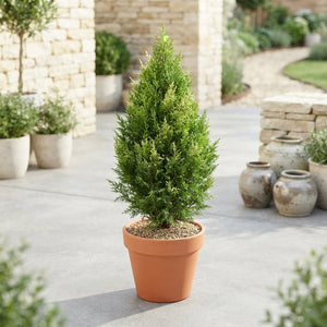 Mixed Outdoor Conifer Plant – 13cm Pot, 50cm High