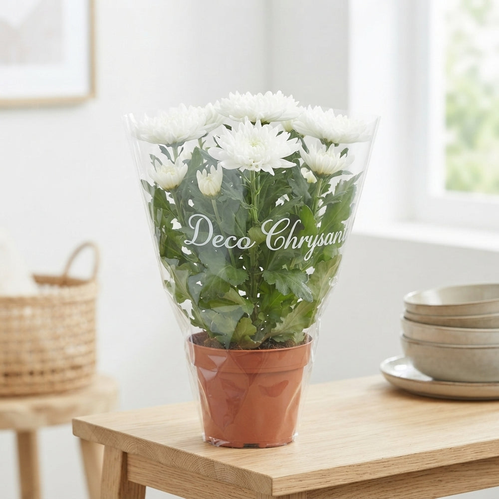 White Chrysanthemum ‘Cosmo’ – 15cm Pot