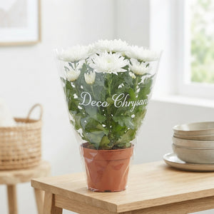 White Chrysanthemum ‘Cosmo’ – 15cm Pot