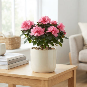 Mixed Rhododendron Azalea (Rhododendron simsii) – 10.5cm Pot