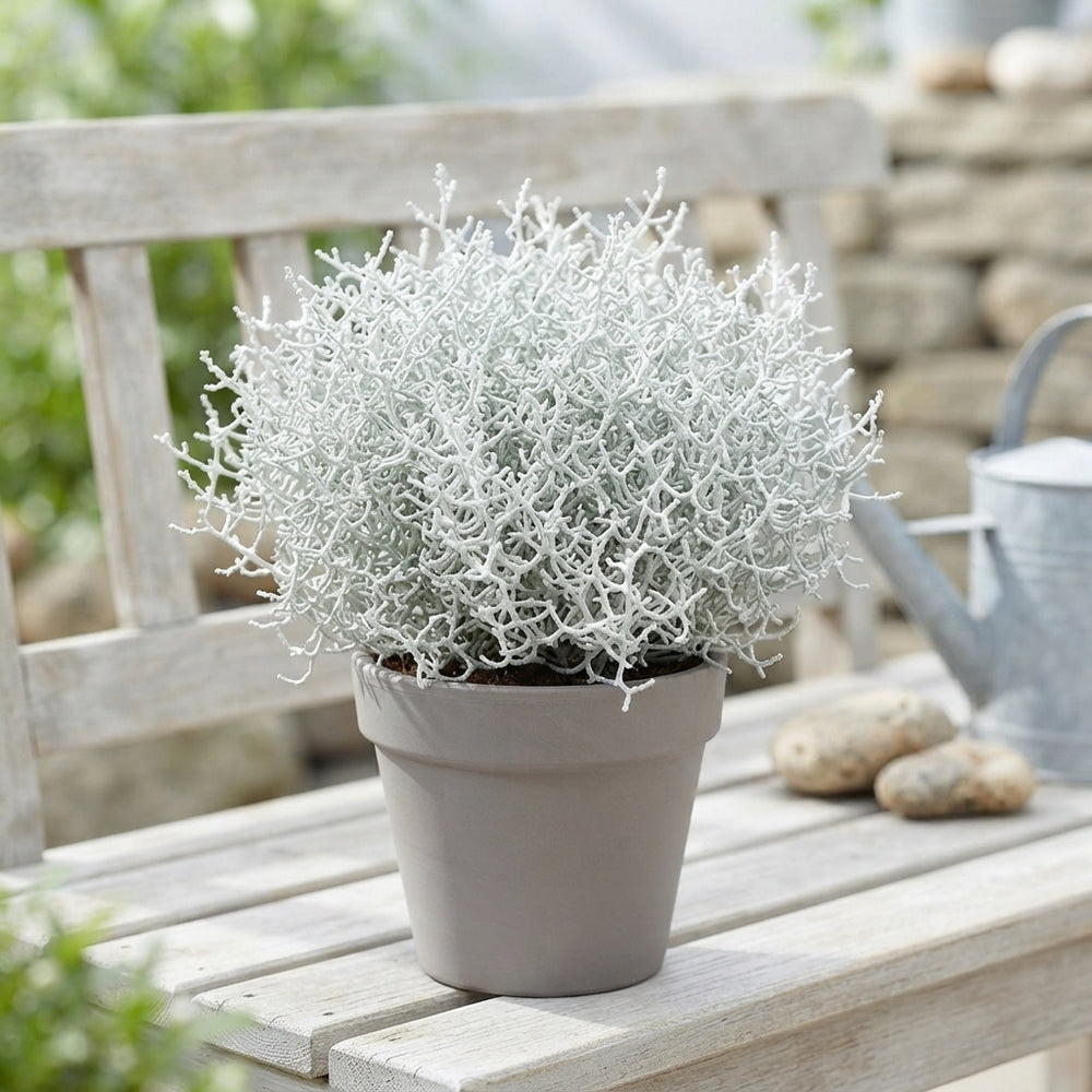 Winter Beauty Snow Calocephalus – 10.5cm Pot