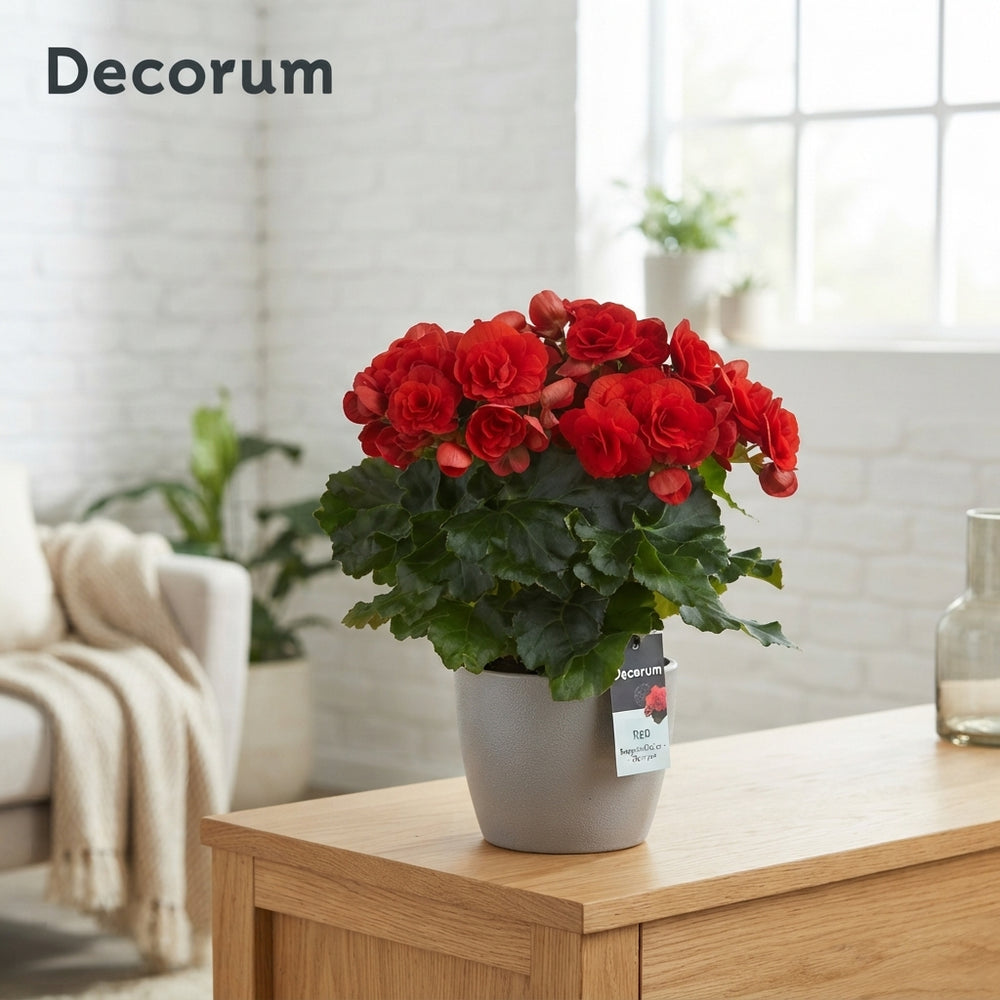 Mixed Double-Flowered Begonia (Begonia Elatior Group) – 13cm Pot