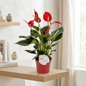 Pink Anthurium Houseplant – 9cm Pot