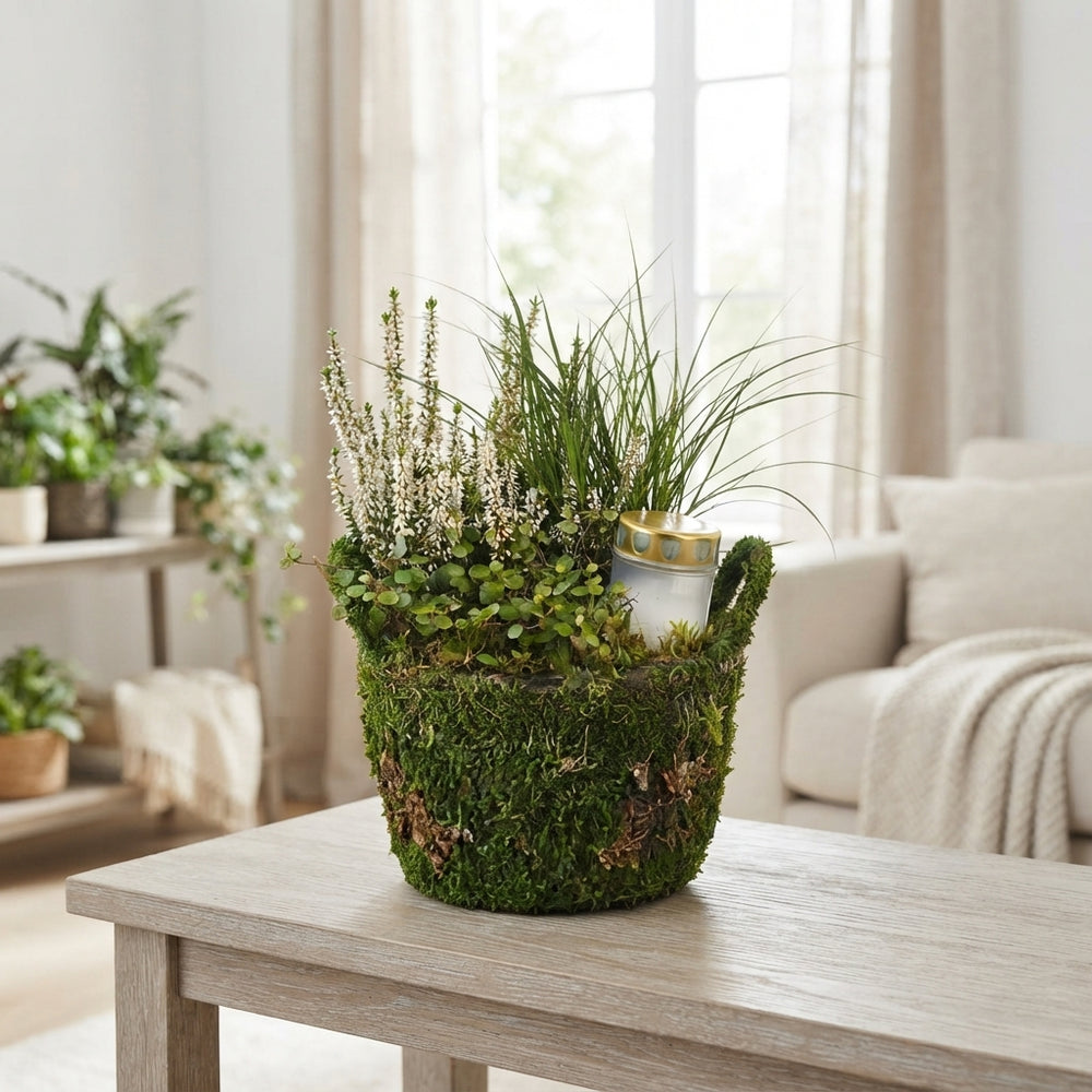 All Saints Moss Basket Arrangement – 21cm Pot
