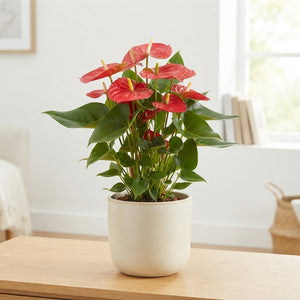 Red Anthurium ‘Casparo in Couture’ – 14cm Pot