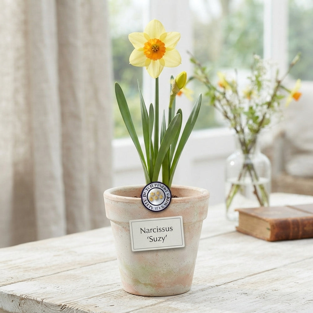 Narcissus 'Suzy' Daffodil Flower Bulbs – 5 Bulbs