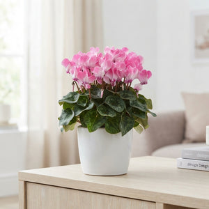 Pink Cyclamen persicum – 13cm Pot, 30cm High