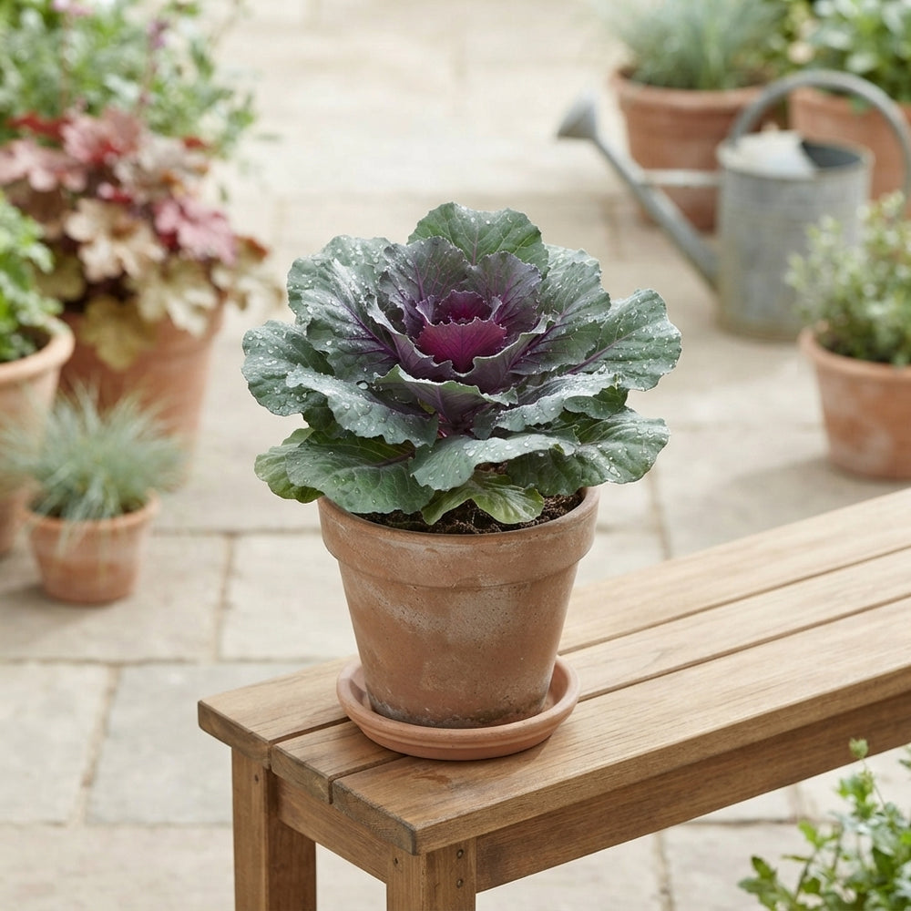Red Ornamental Brassica – 10.5cm Pot