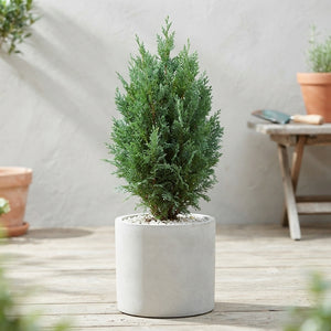 Mixed Outdoor Conifer Plant – 13cm Pot, 50cm High
