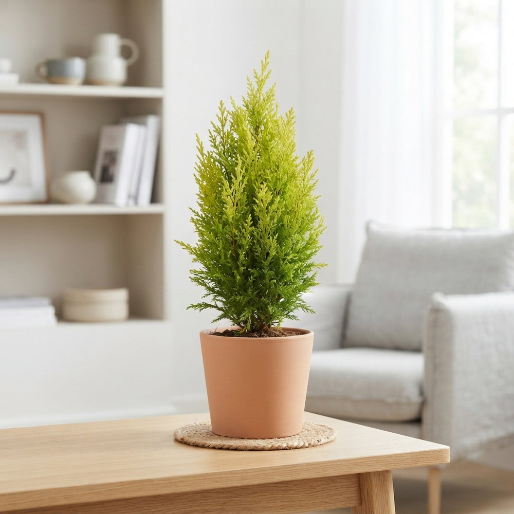 Mixed Conifer Plant – 10.5cm Pot, Approx. 38cm