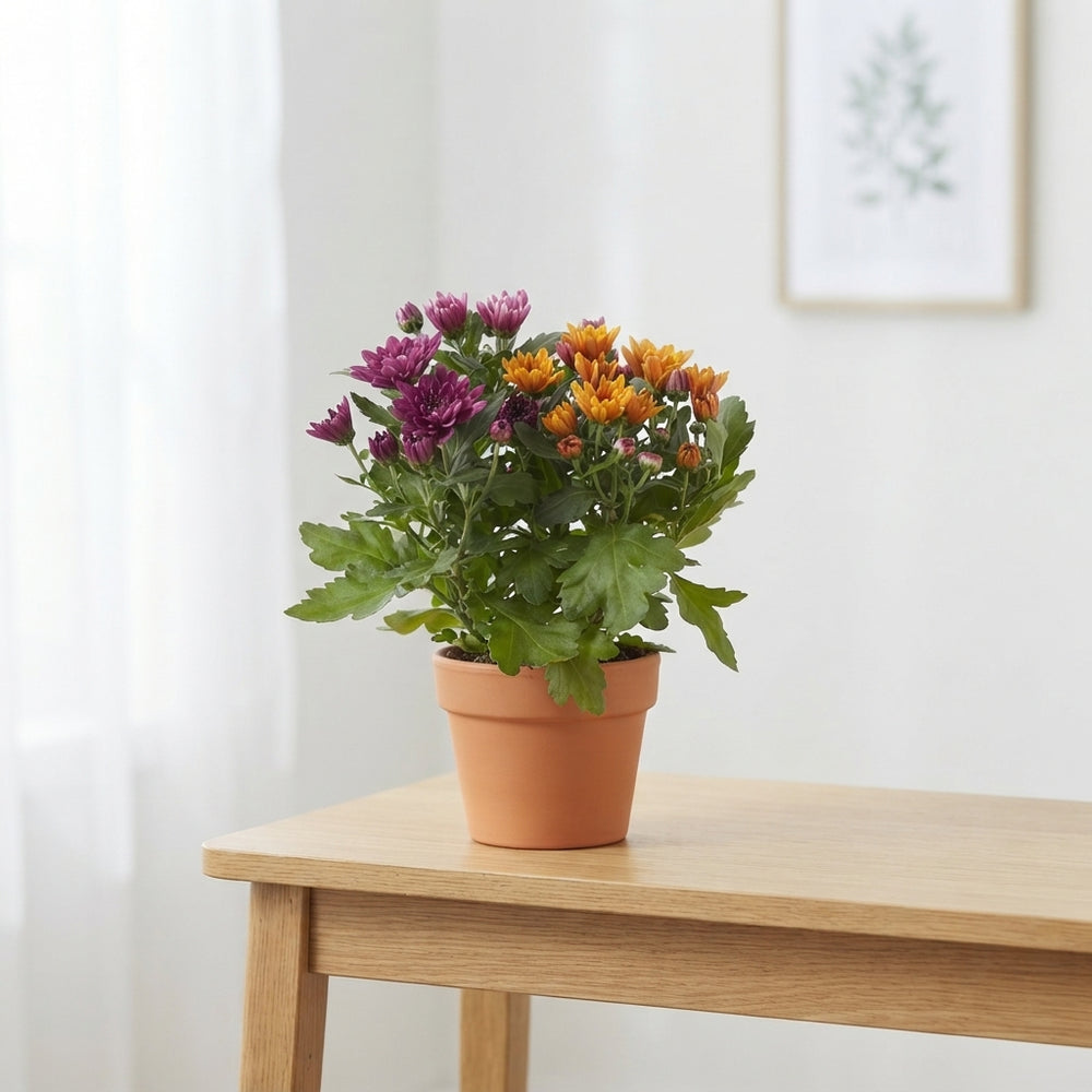 Golden Chrysanthemum (Chrysanthemum indicum) – 12cm Pot