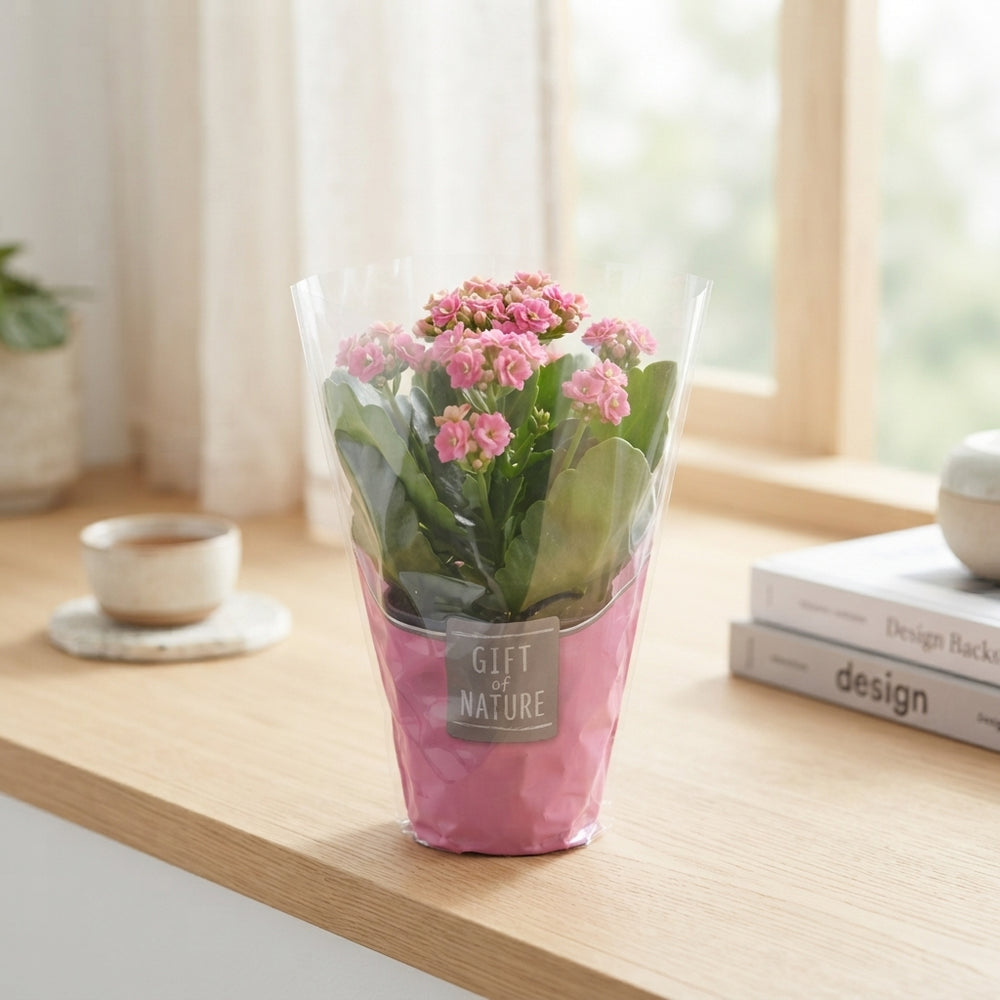 Mixed Kalanchoe Double – 12cm Pot, 25cm High