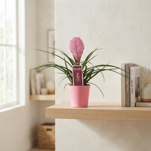 Pink Tillandsia cyanea 'Anita' – 10cm Pot