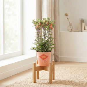 Orange Kalanchoe ‘Lucky Bells’ – 14cm Pot