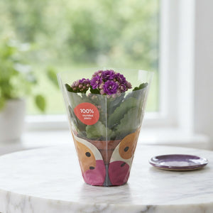 Purple Double Kalanchoe – 10.5cm Pot