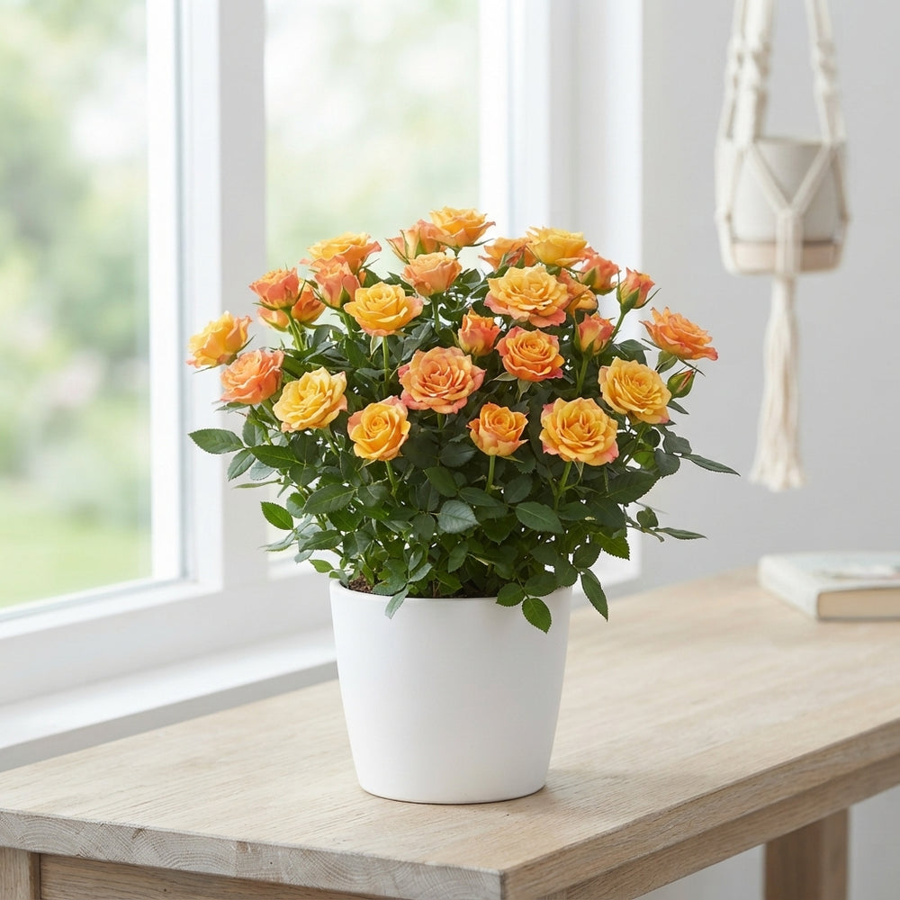 Yellow Kordana Rose (Rosa) – 10.5cm Pot