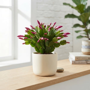 Christmas Cactus (Schlumbergera) – 10.5cm Pot