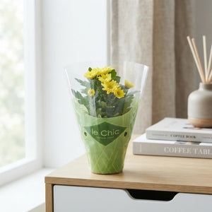 Mixed Chrysanthemum Houseplant – 8cm Pot