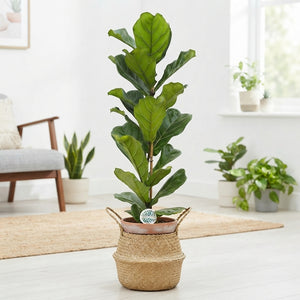 Fiddle Leaf Fig (Ficus lyrata) – 24cm Pot, 170cm Tall