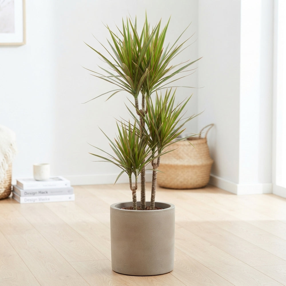 Dracaena Marginata Bicolor – 21cm Pot, 155cm High