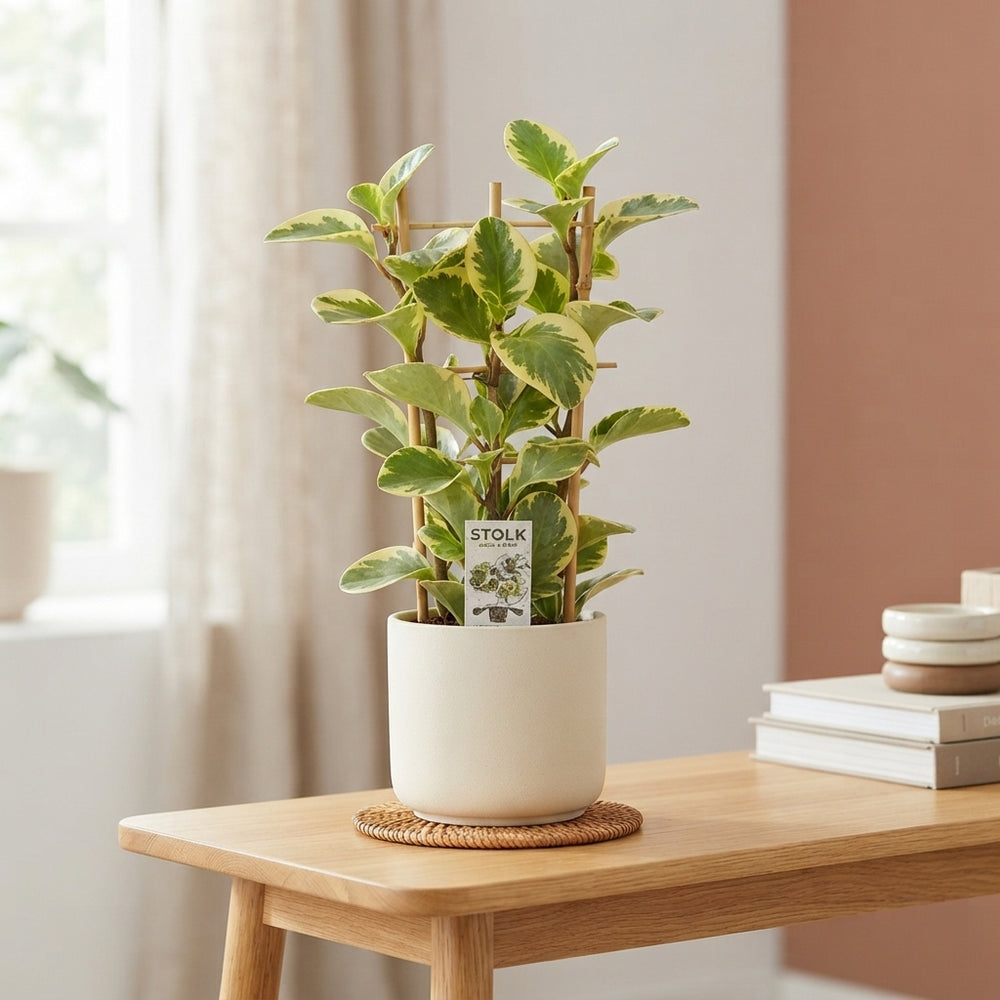 Yellow Peperomia ‘Obtipan Bicolor’ – 14cm Pot