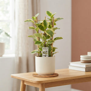 Yellow Peperomia ‘Obtipan Bicolor’ – 14cm Pot
