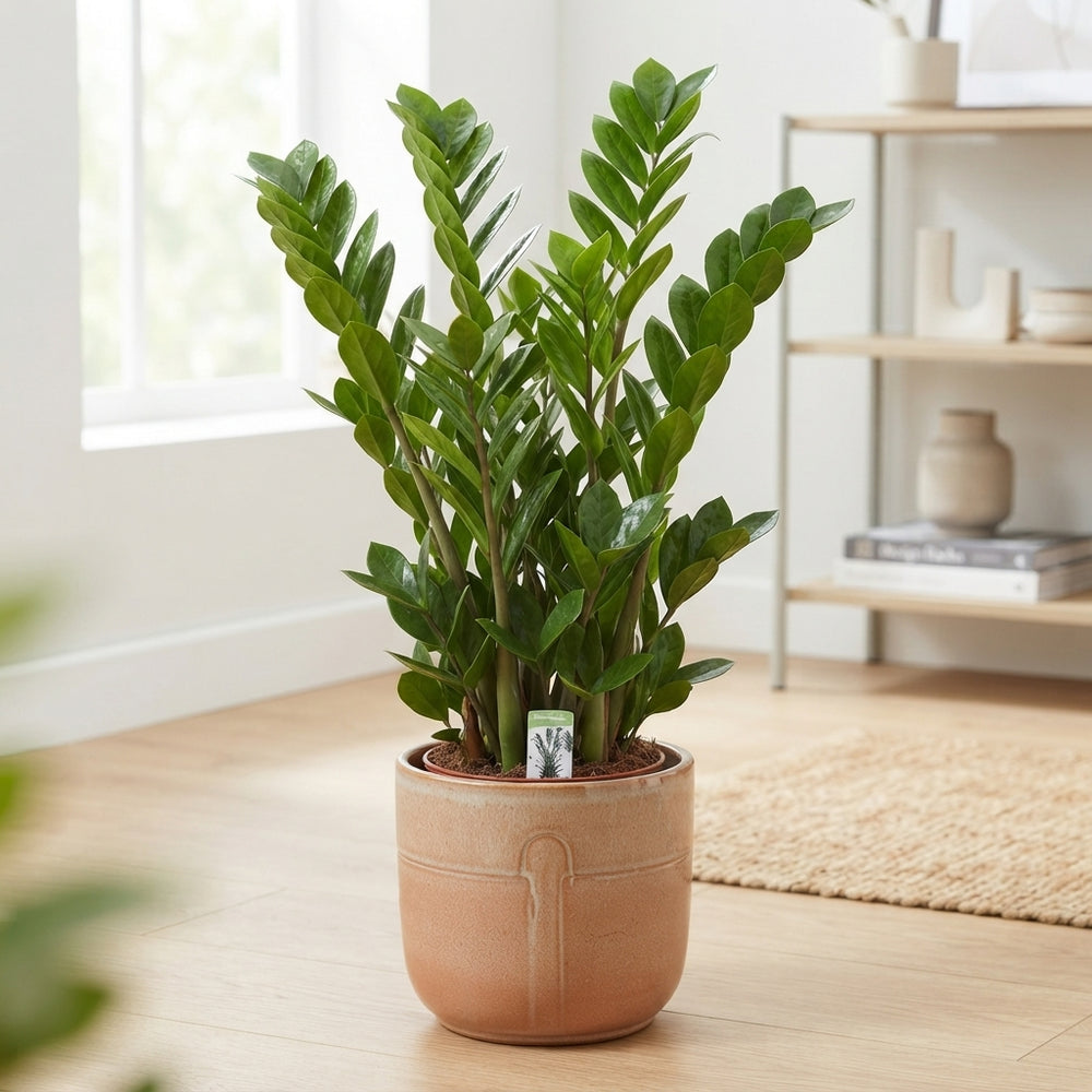ZZ Plant (Zamioculcas zamiifolia) – 27cm Pot