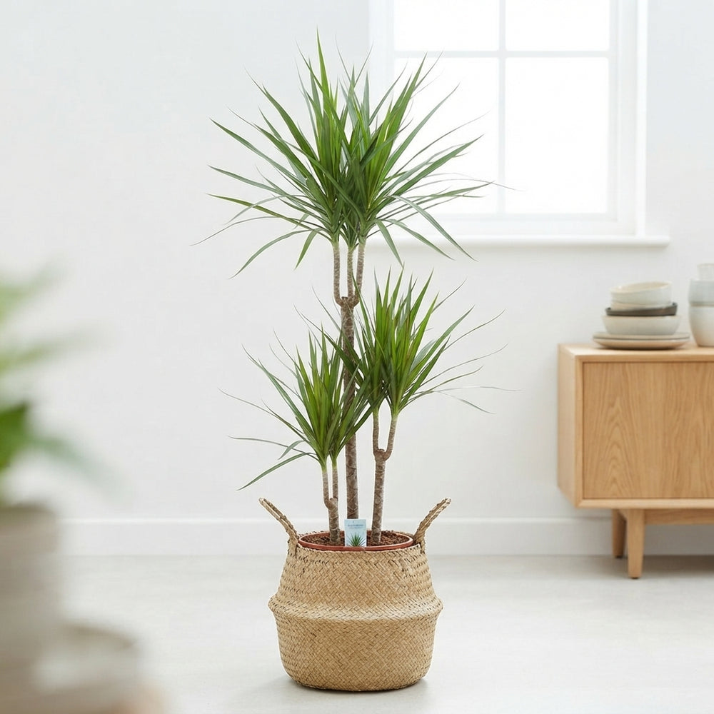 Dragon Tree (Dracaena marginata) – 21cm Pot, 135cm