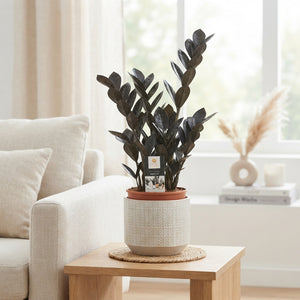 Raven ZZ Plant (Zamioculcas zamiifolia) – 14cm Pot