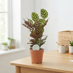 Calathea Peacock Plant (Calathea makoyana) – 17cm Pot