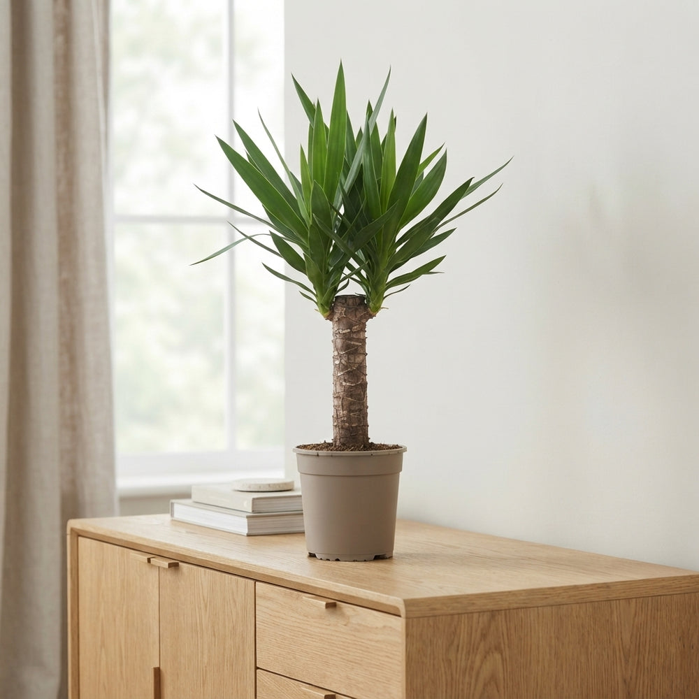 Yucca Green Houseplant (Yucca) – 19cm Pot, 100cm Tall