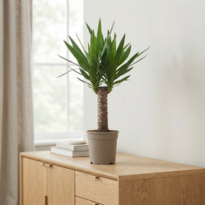 Yucca Green Houseplant (Yucca) – 19cm Pot, 100cm Tall