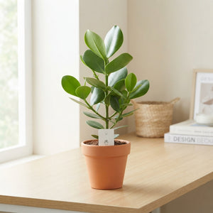 Clusia rosea ‘Princess’ – 12cm Pot, 40cm High