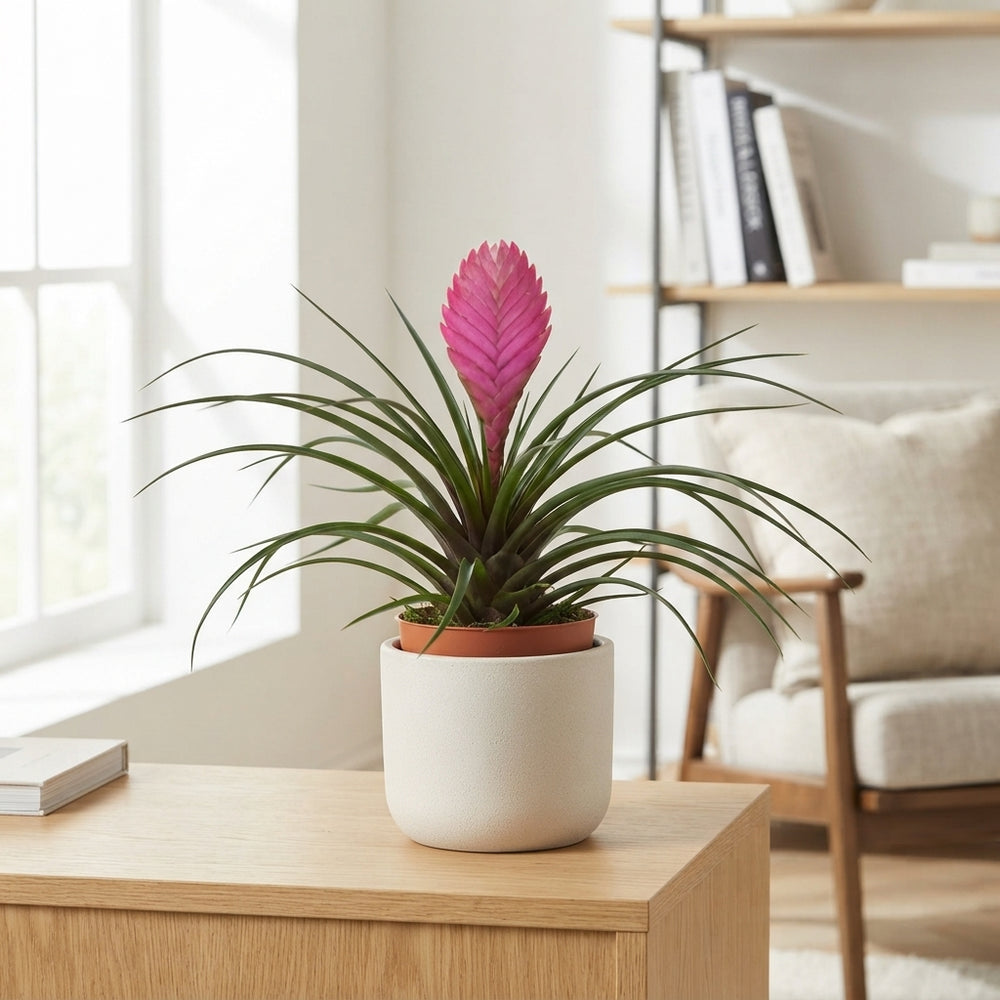 Tillandsia cyanea ‘Anita’ – 9cm Pot