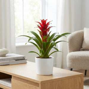 Mixed Bromeliad Houseplant – 9cm Pot, 40cm High