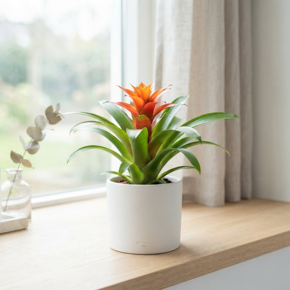 Guzmania ‘Theresa’ Flowering Houseplant – 9cm Pot