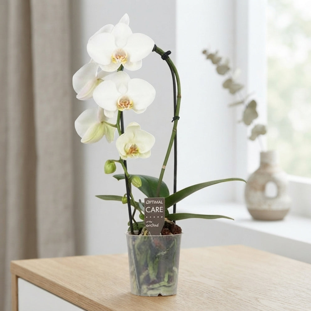 White Phalaenopsis Orchid – 9cm Pot, 50cm Tall