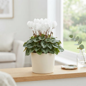 White Cyclamen 'Super Serie Rembrandt' – 12cm Pot