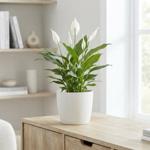 White Peace Lily (Spathiphyllum) – 12cm Pot