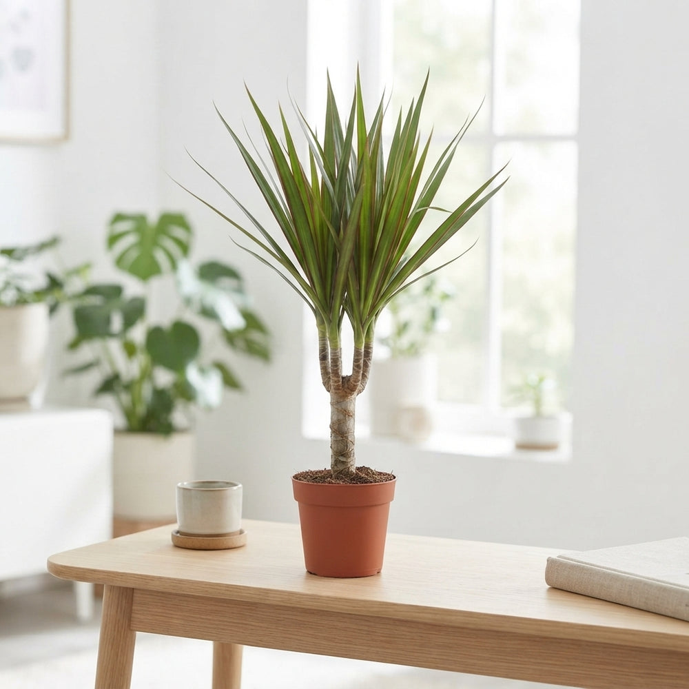 Dragon Tree (Dracaena marginata) – 9cm Pot