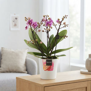 Pink Phalaenopsis Orchid ‘Dazzling Diva’ – 12cm Pot