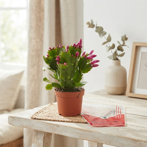 Red and White Christmas Cactus (Schlumbergera) – 9cm Pot